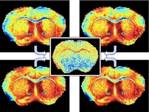 Selective dynamical recoupling (SDR) series of images and the corresponding ex-vivo mouse brain background gradients (central panel) derived from these data. 