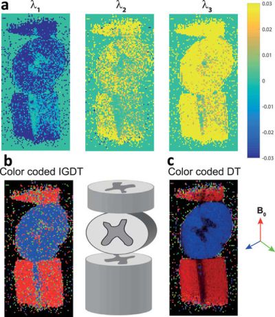 Mapping Internal Gradient Distribution Tensors (IGDT) in biological tissues
